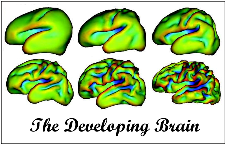 developing_brain_picture.png