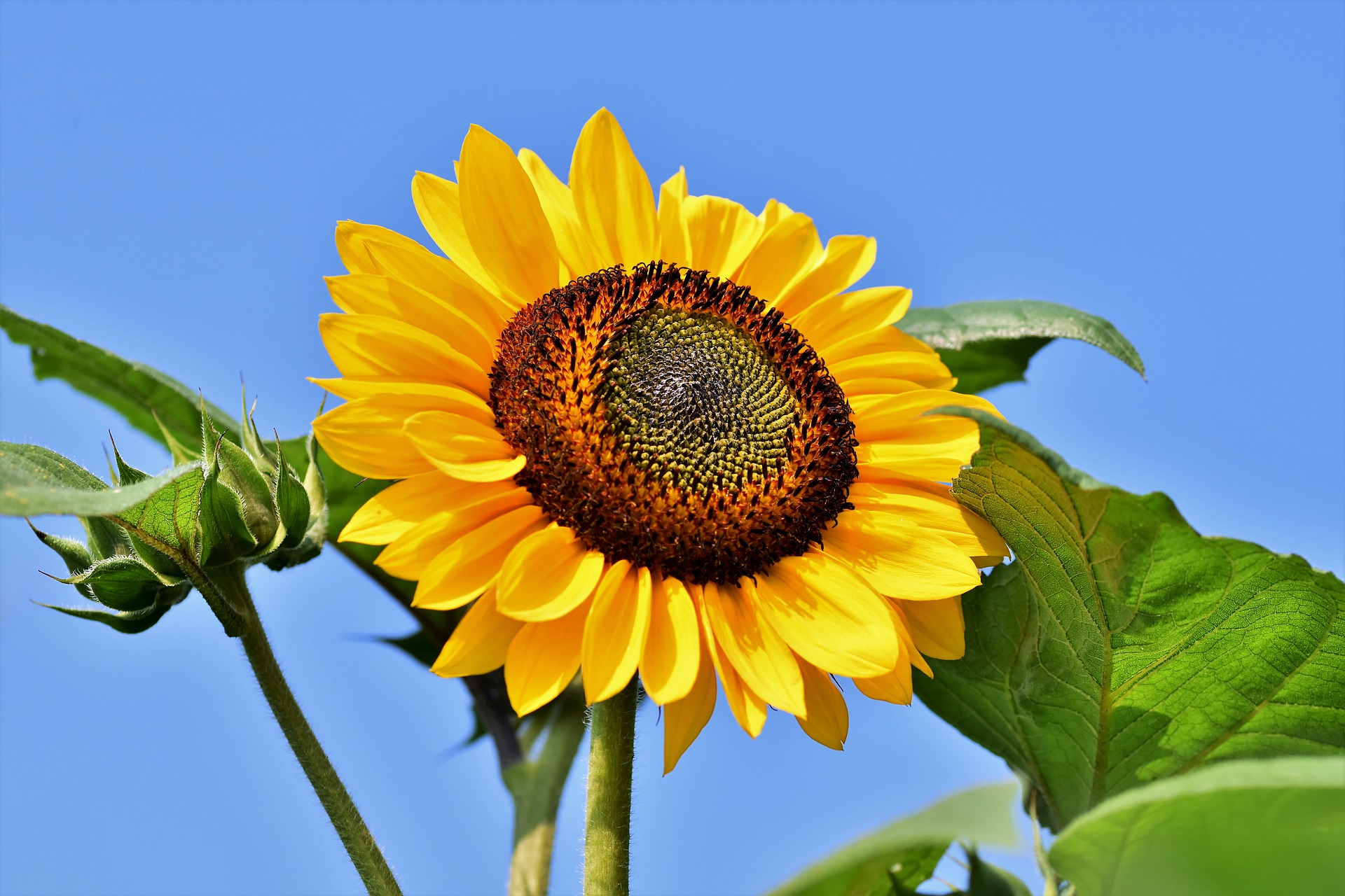 sunflower-4509760_1920-1.jpg