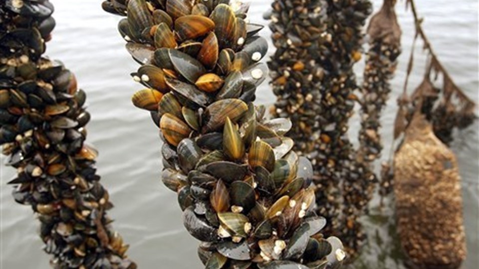 Common Mussels